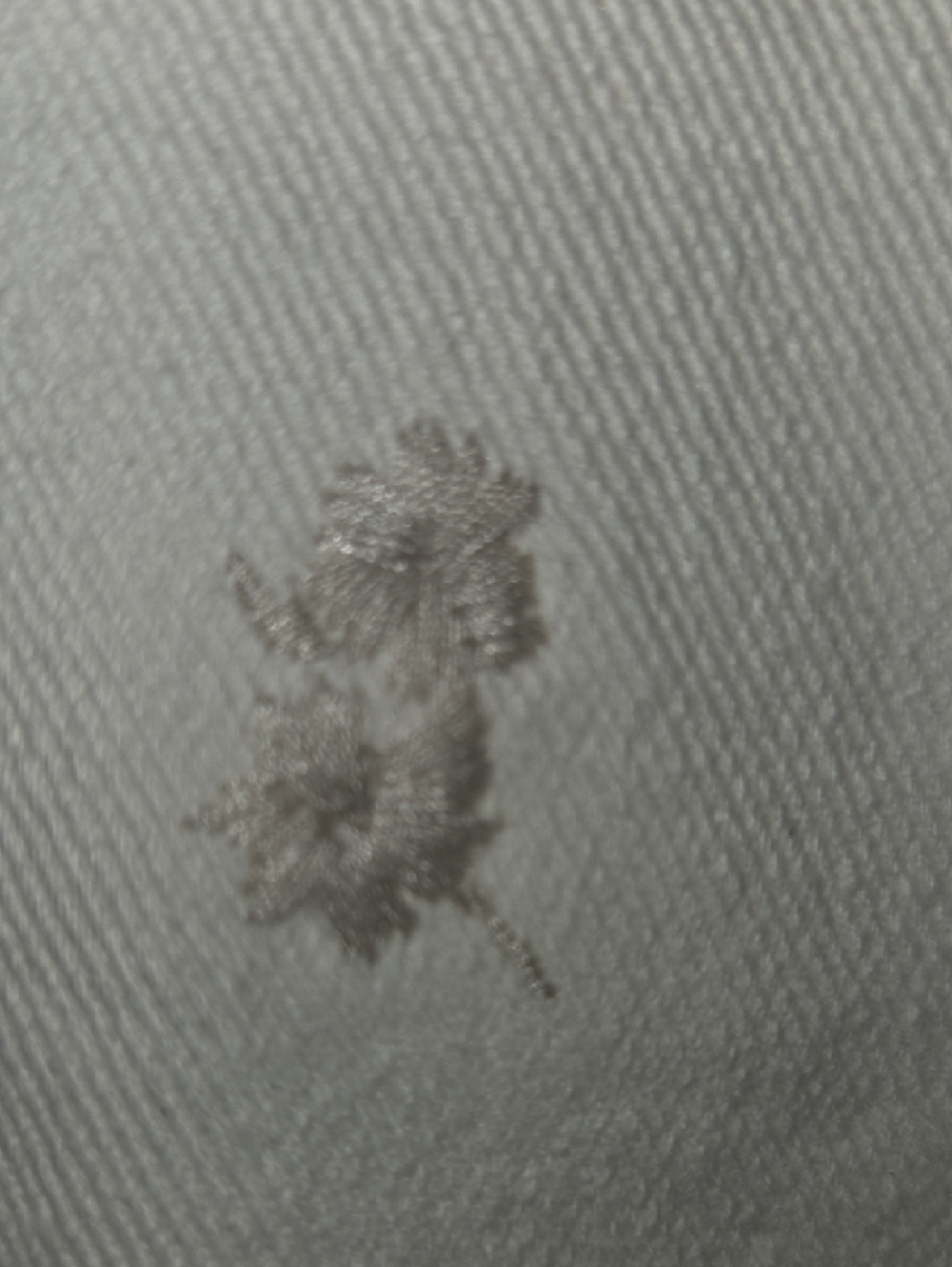 Seven7 Cream Straight Leg Jeans with Subtle Floral Embroidery - Picture 9 of 10